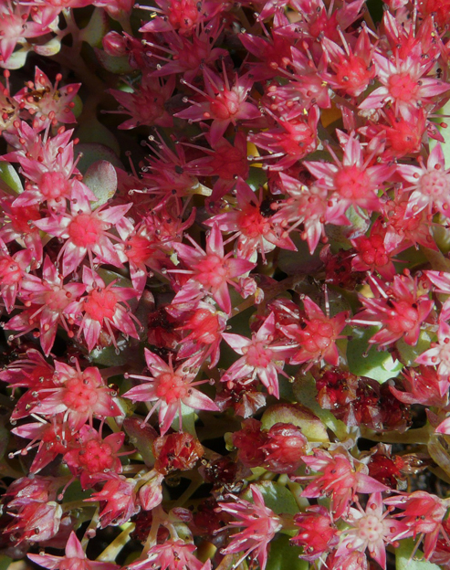 Sedum spurium `Schorbuser Blut`